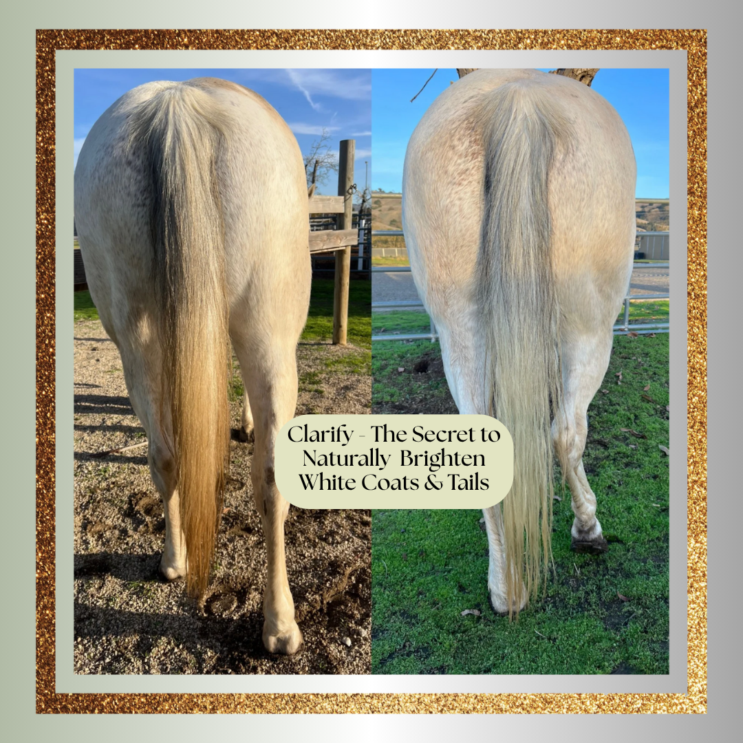 ✨SPARKLE @ The Paddock **BUNDLE**
