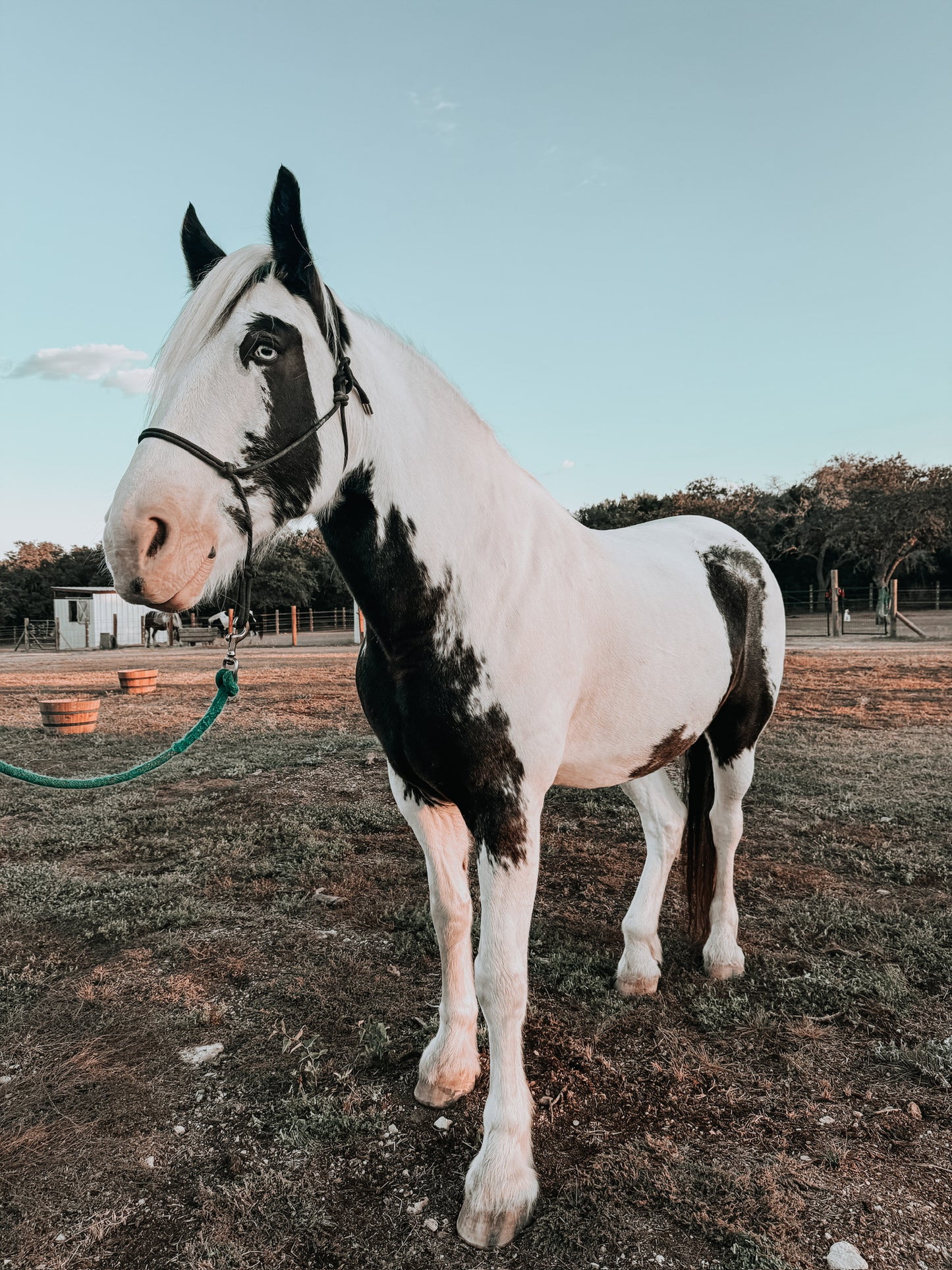 SPARKLE @ The Paddock:  SHIMMER Leave-In Conditioner