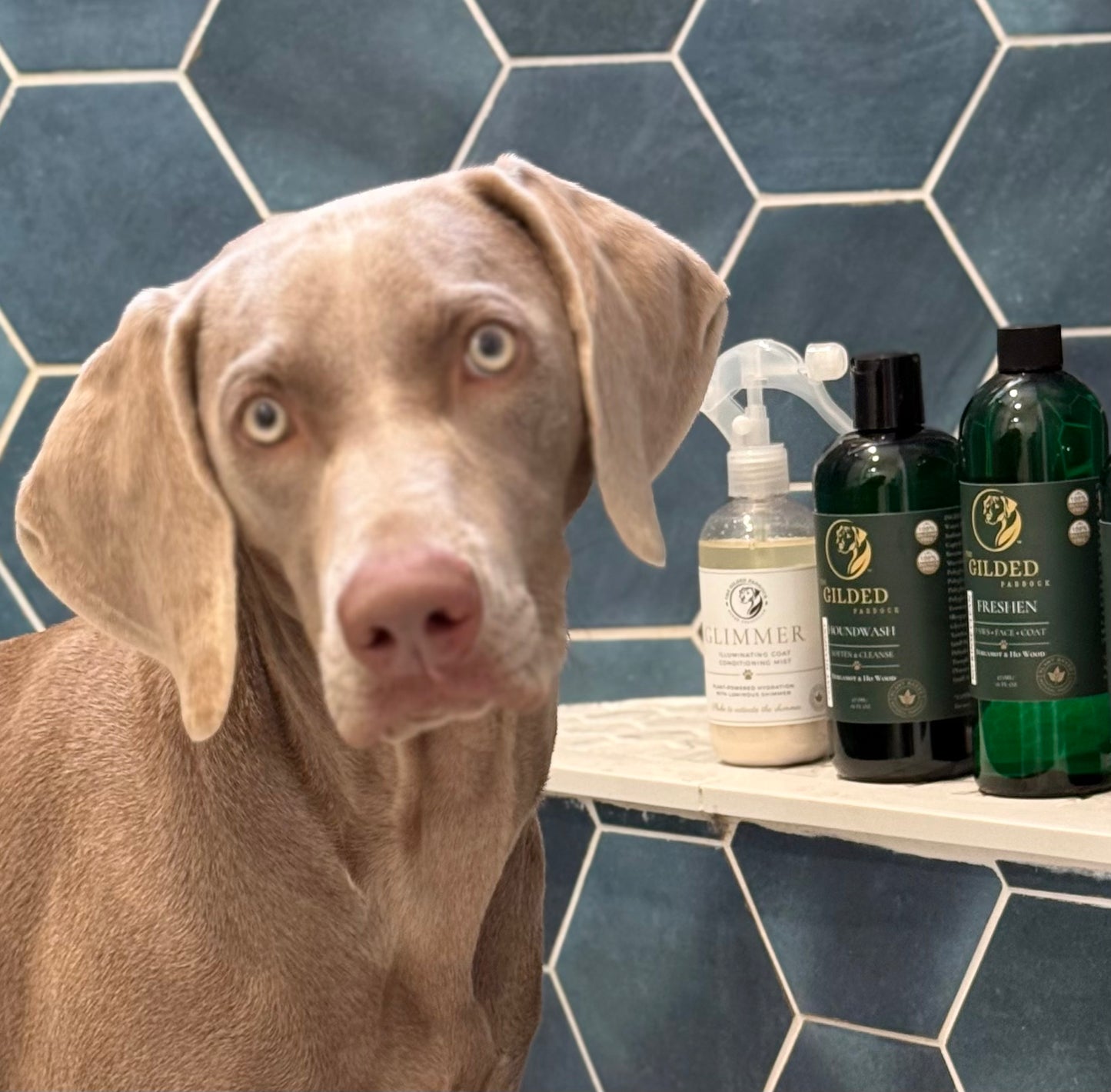HOUND Essentials Kit | The TRIO