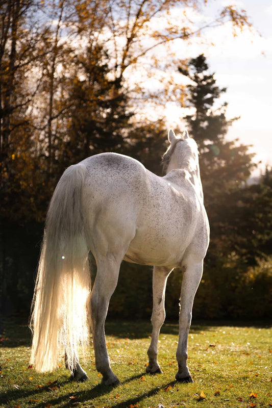 Light-Colored Horse Care Guide: How to Clean and Brighten Without Purple Shampoo