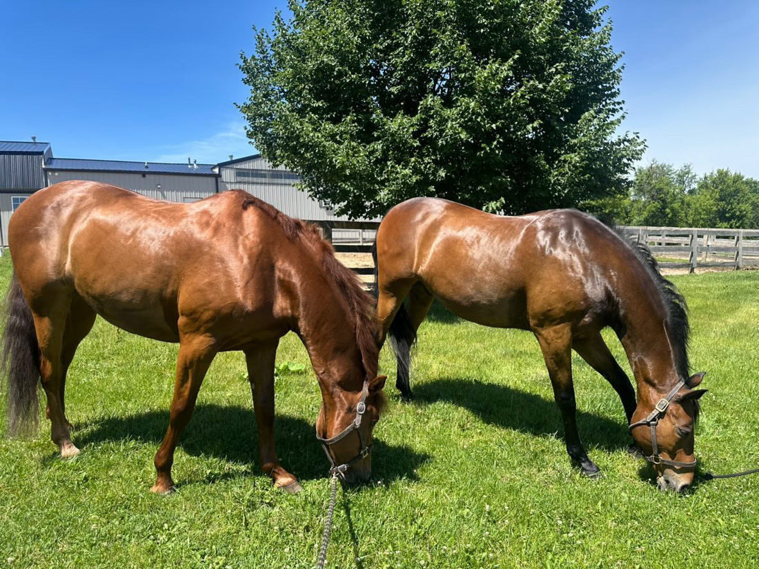 Why Your Horse's Skin Deserves More Attention Than You Think