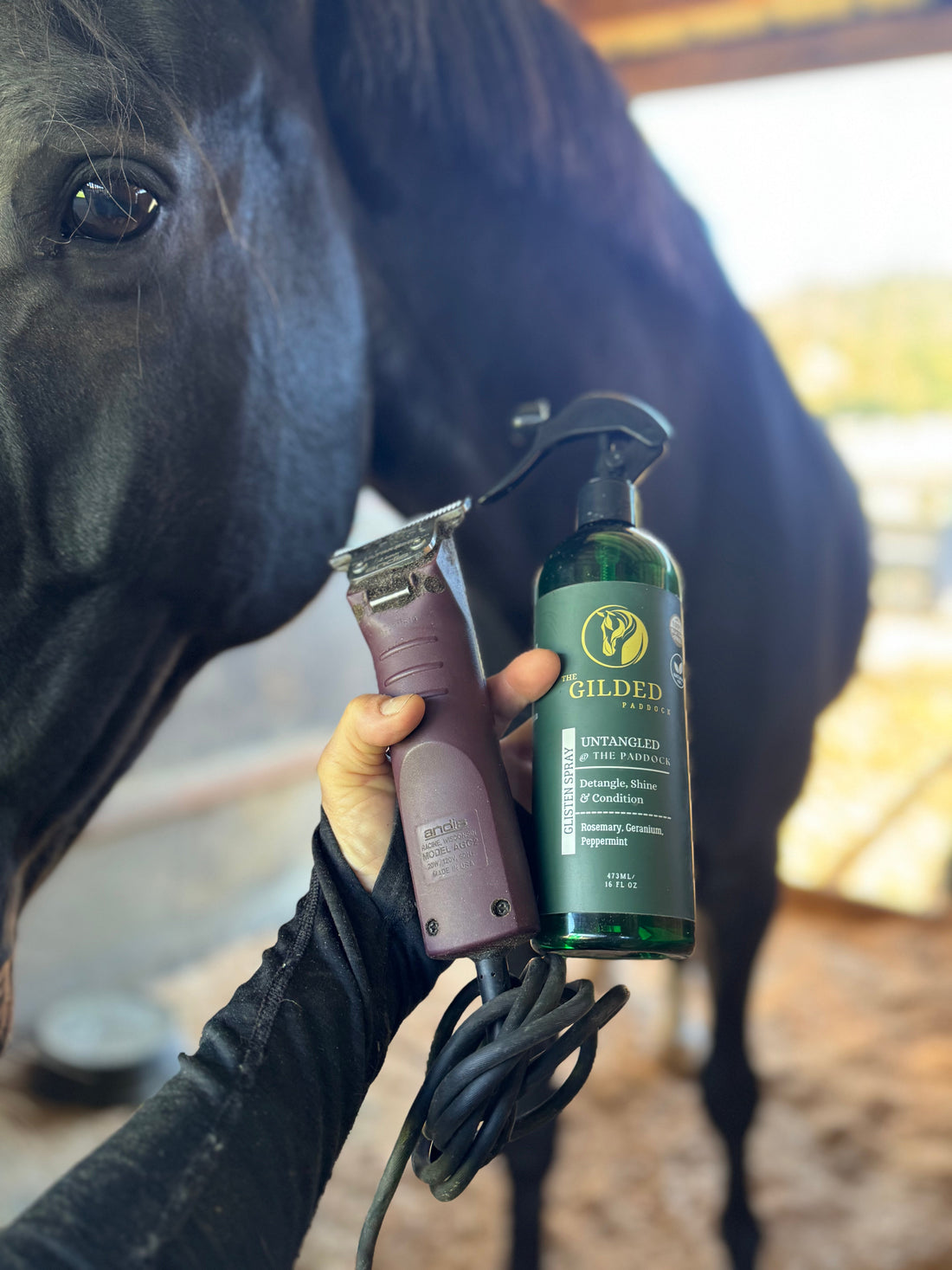 spring clipping horse coat preparation how to clip a horse clean coat horse grooming spring coat care post clipping horse coat care
