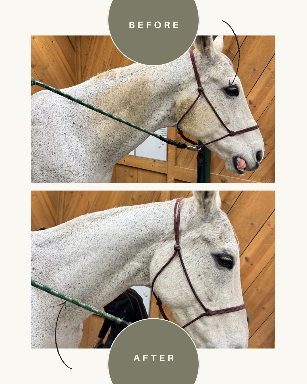 CLEANSED Waterless Shampoo & Spot Remover