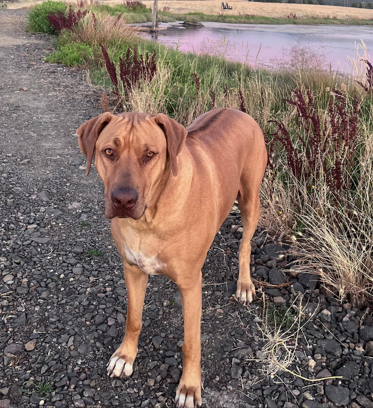 Dog standing on a road with a scenic background of pink clouds and fields.
