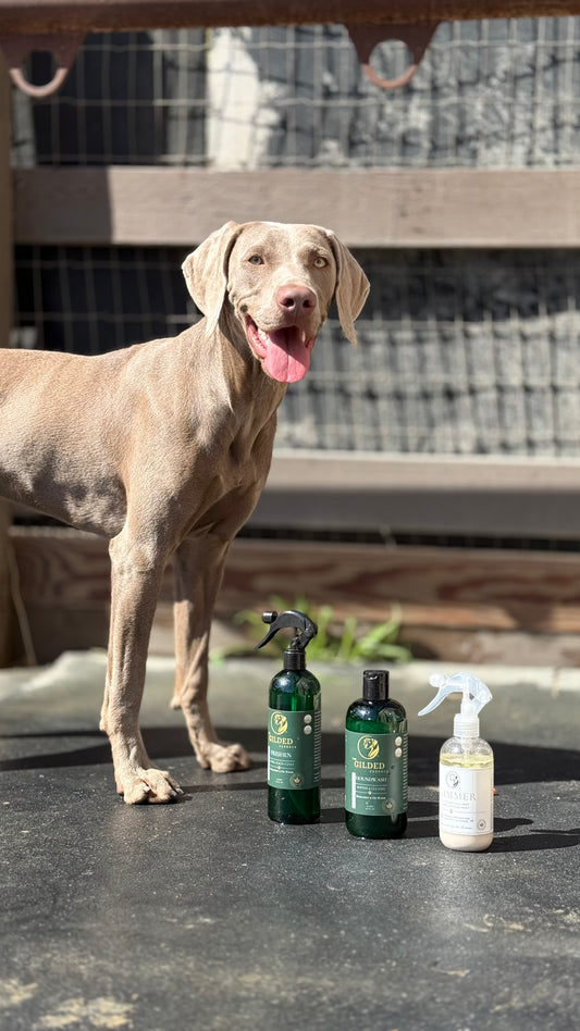 Dog Grooming Essential Kit