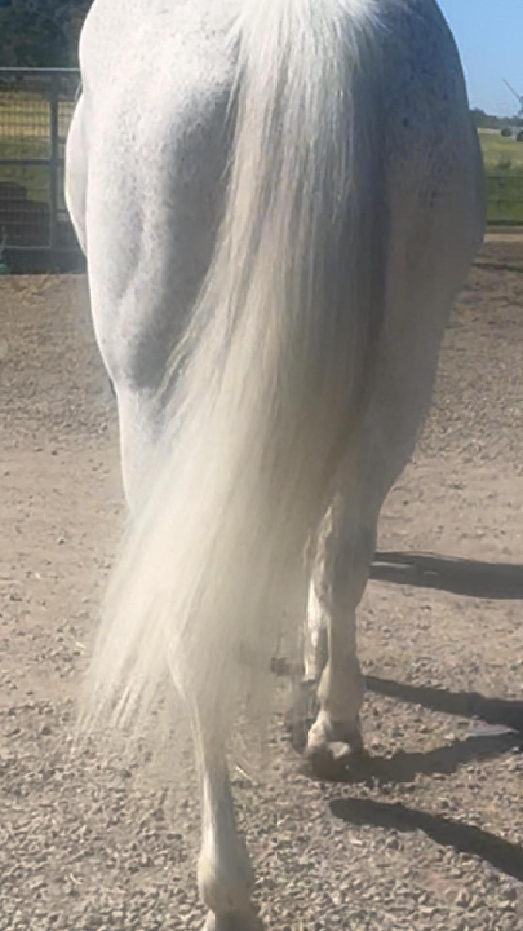 ✨SPARKLE @ The Paddock **BUNDLE**