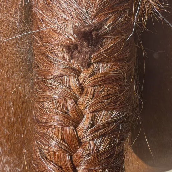 Braided Tail, Show Pony