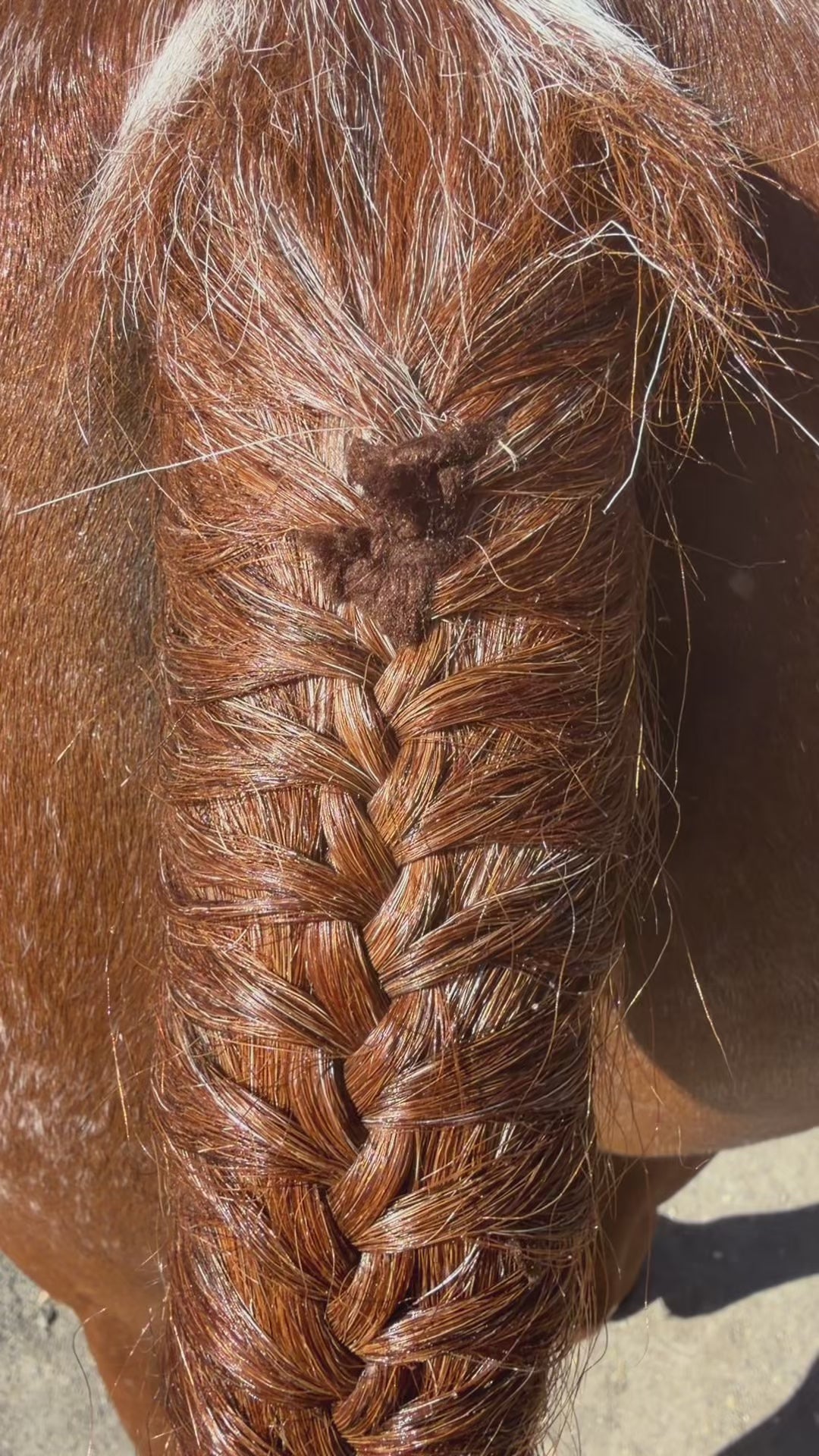 Braided Tail, Show Pony