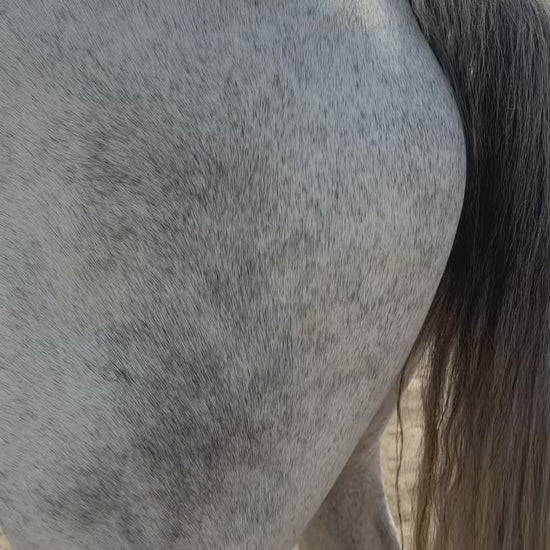 white horse with yellow tail, cleaning white horse tail to make it white again