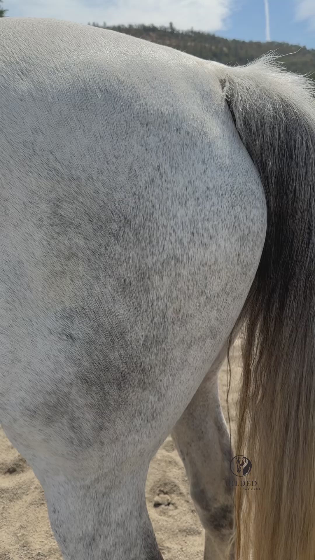white horse with yellow tail, cleaning white horse tail to make it white again